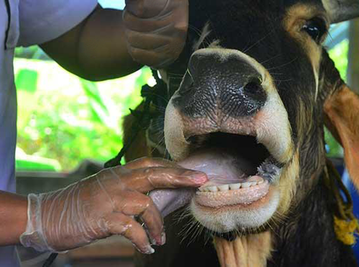 Photo by: Woodlands Dairy 